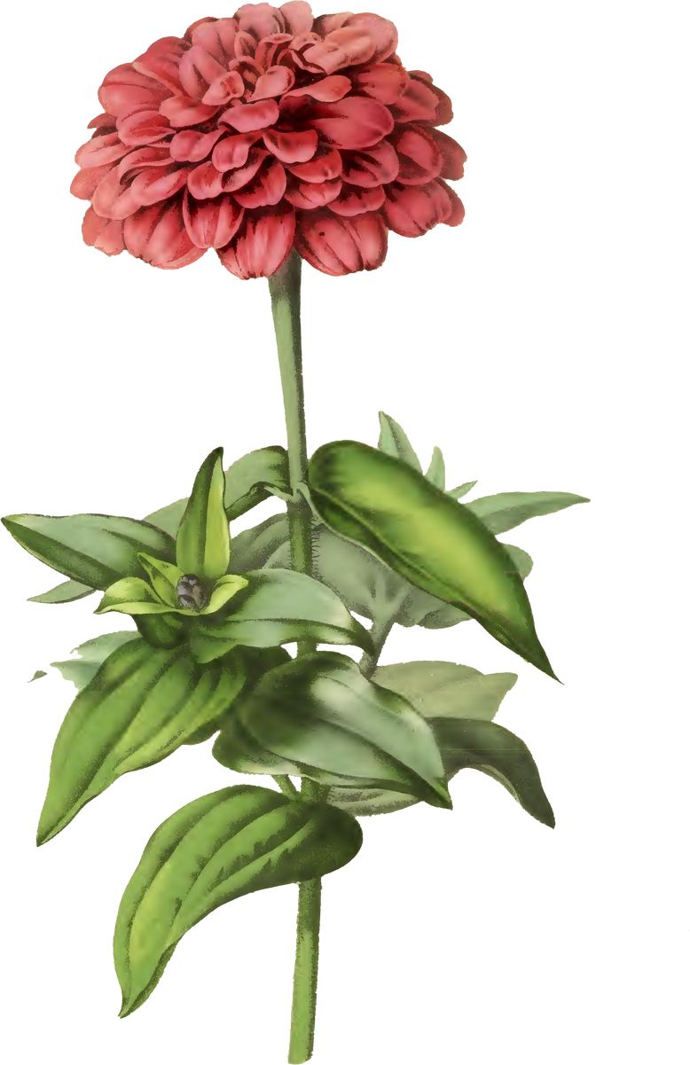 Floral Plant Illustration